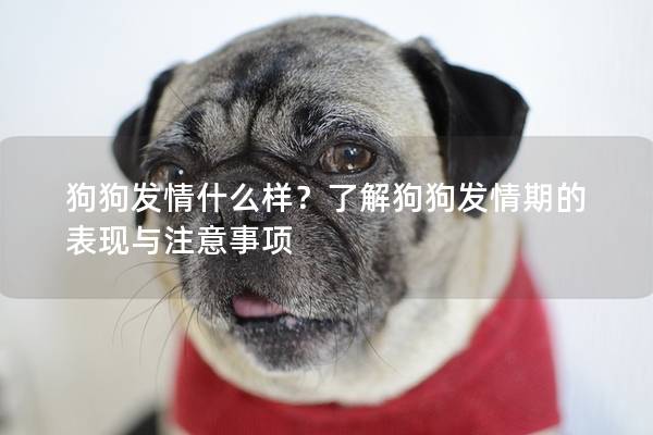 狗狗发情什么样？了解狗狗发情期的表现与注意事项