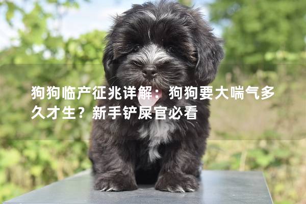狗狗临产征兆详解：狗狗要大喘气多久才生？新手铲屎官必看