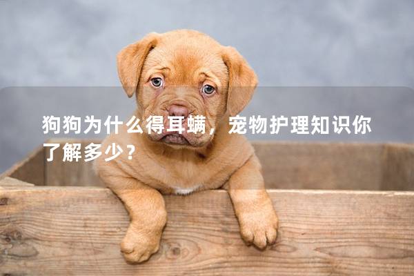 狗狗为什么得耳螨，宠物护理知识你了解多少？