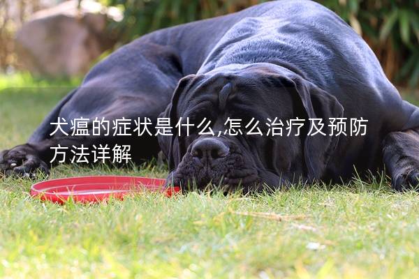 犬瘟的症状是什么,怎么治疗及预防方法详解