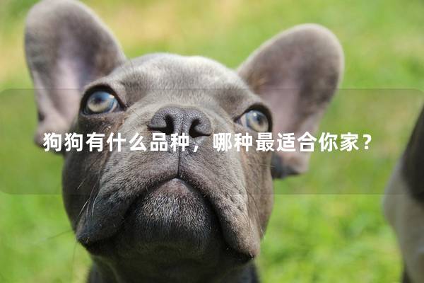狗狗有什么品种，哪种最适合你家？