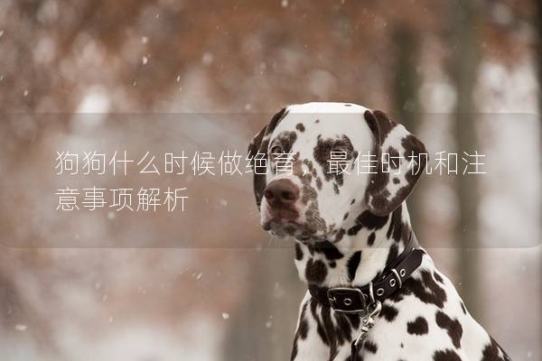 狗狗什么时候做绝育，最佳时机和注意事项解析
