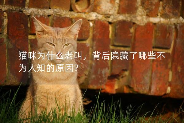 猫咪为什么老叫，背后隐藏了哪些不为人知的原因？