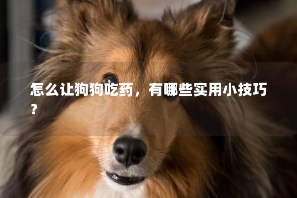 怎么让狗狗吃药，有哪些实用小技巧？