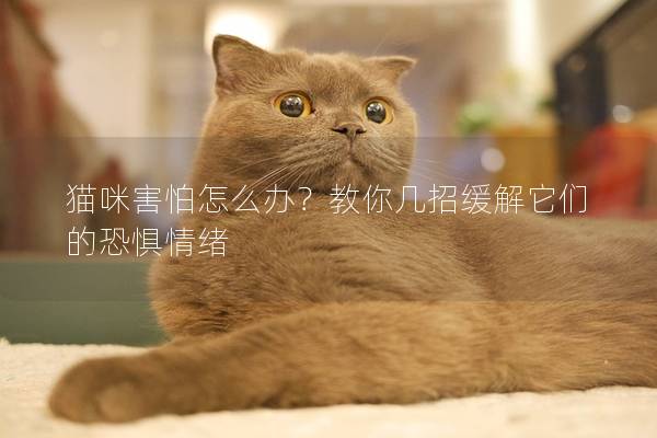 猫咪害怕怎么办？教你几招缓解它们的恐惧情绪