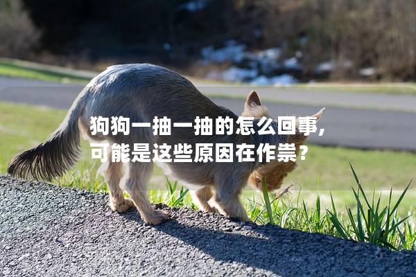 狗狗一抽一抽的怎么回事, 可能是这些原因在作祟？