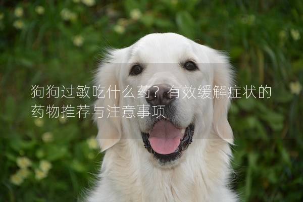 狗狗过敏吃什么药？有效缓解症状的药物推荐与注意事项