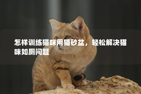 怎样训练猫咪用猫砂盆，轻松解决猫咪如厕问题