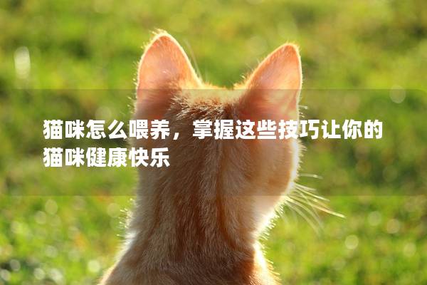 猫咪怎么喂养，掌握这些技巧让你的猫咪健康快乐