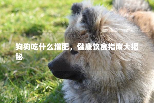 狗狗吃什么增肥，健康饮食指南大揭秘
