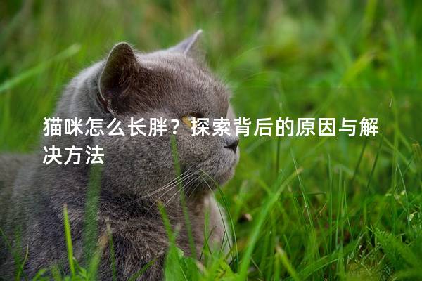 猫咪怎么长胖？探索背后的原因与解决方法