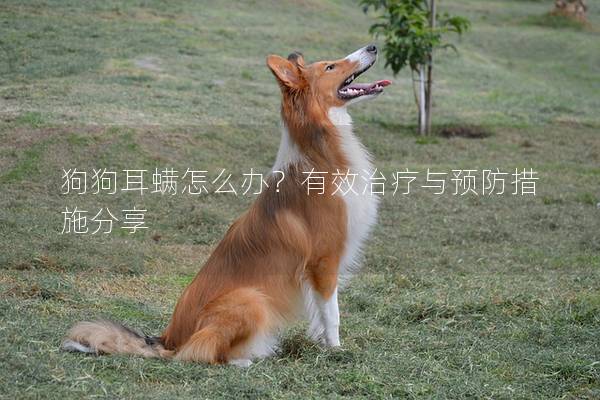 狗狗耳螨怎么办？有效治疗与预防措施分享
