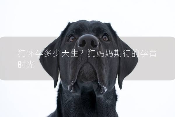 狗怀孕多少天生？狗妈妈期待的孕育时光