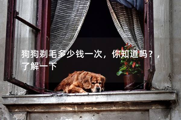 狗狗剃毛多少钱一次，你知道吗？,了解一下