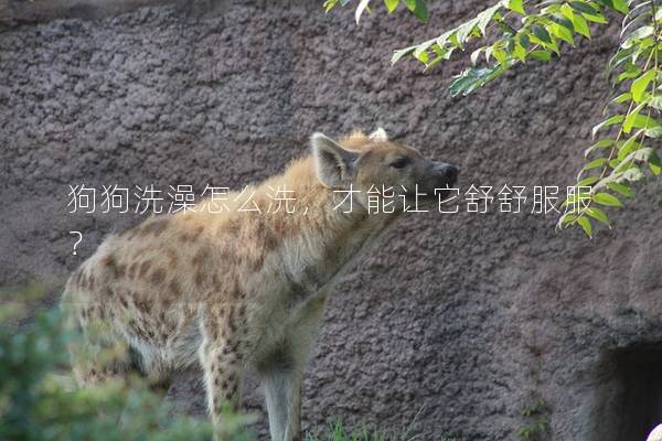 狗狗洗澡怎么洗，才能让它舒舒服服？