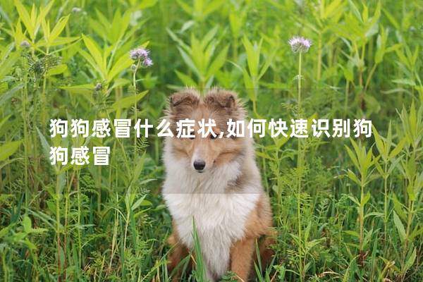 狗狗感冒什么症状,如何快速识别狗狗感冒