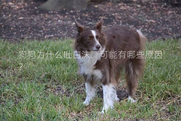 狗狗为什么吐白沫，可能有哪些原因？
