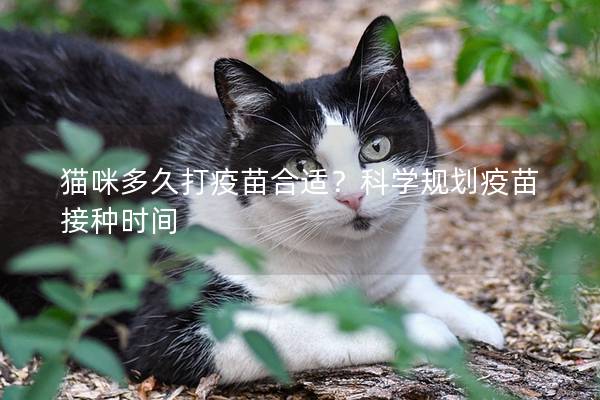 猫咪多久打疫苗合适？科学规划疫苗接种时间