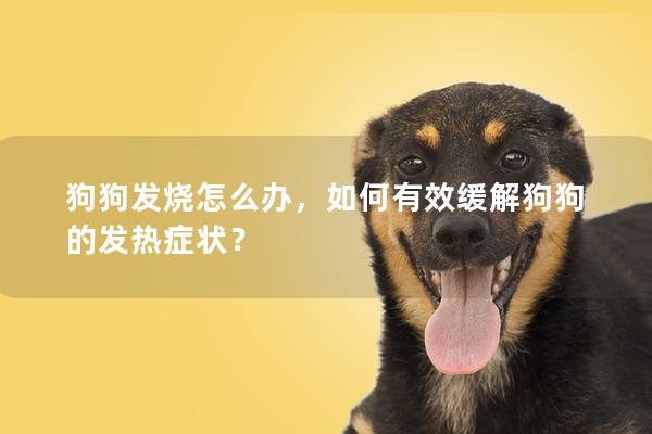 狗狗发烧怎么办，如何有效缓解狗狗的发热症状？