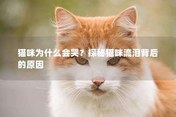 猫咪为什么会哭？探秘猫咪流泪背后的原因