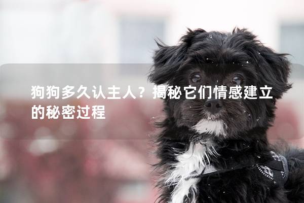 狗狗多久认主人？揭秘它们情感建立的秘密过程