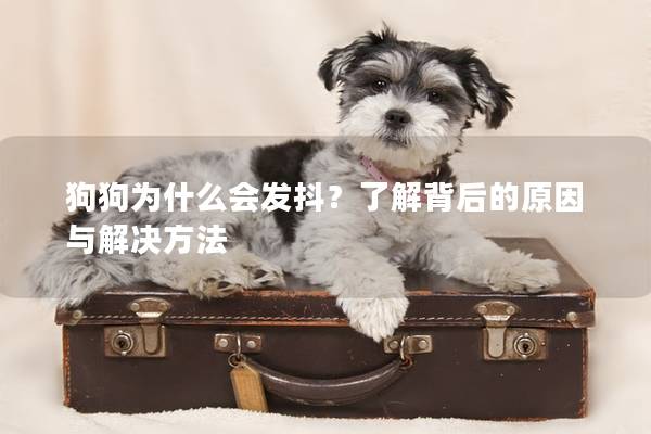狗狗为什么会发抖？了解背后的原因与解决方法
