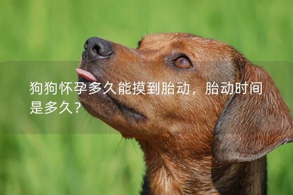 狗狗怀孕多久能摸到胎动，胎动时间是多久？