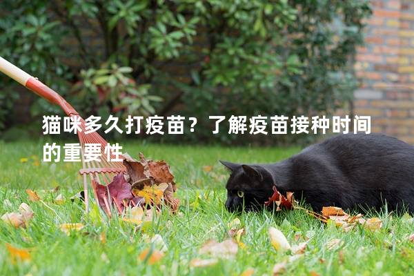 猫咪多久打疫苗？了解疫苗接种时间的重要性
