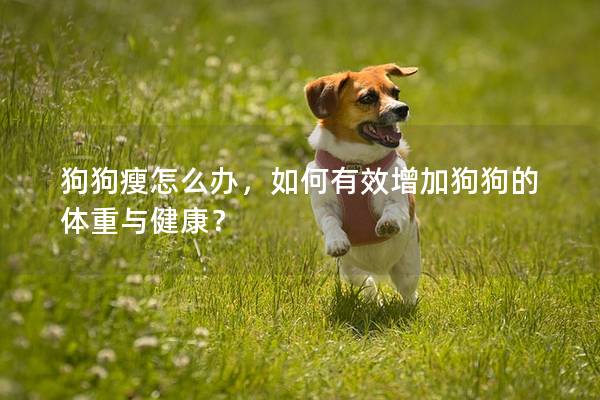 狗狗瘦怎么办，如何有效增加狗狗的体重与健康？