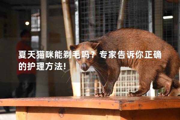 夏天猫咪能剃毛吗？专家告诉你正确的护理方法!