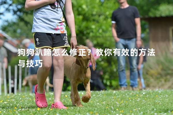 狗狗趴蹄怎么修正？教你有效的方法与技巧