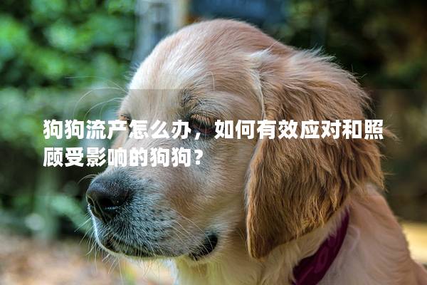 狗狗流产怎么办，如何有效应对和照顾受影响的狗狗？