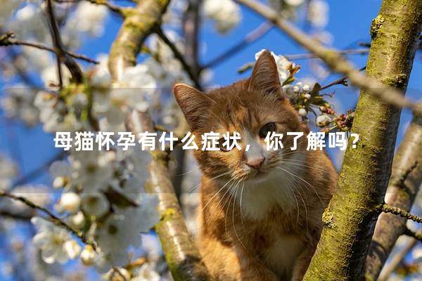 母猫怀孕有什么症状，你了解吗？