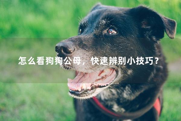 怎么看狗狗公母，快速辨别小技巧？