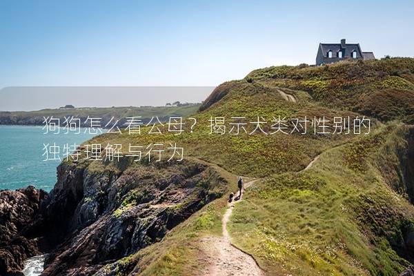 狗狗怎么看公母？揭示犬类对性别的独特理解与行为