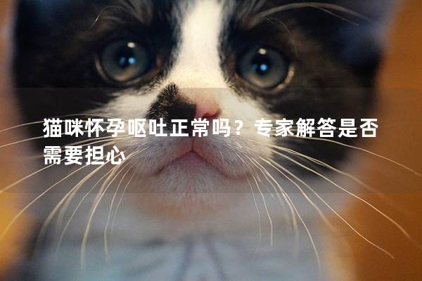 猫咪怀孕呕吐正常吗？专家解答是否需要担心