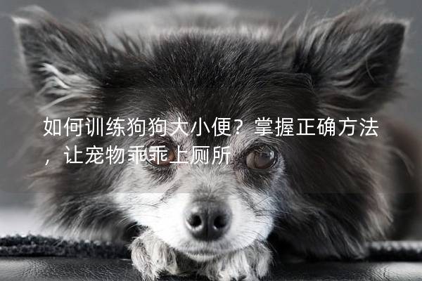 如何训练狗狗大小便？掌握正确方法，让宠物乖乖上厕所