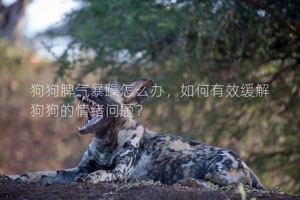 狗狗脾气暴躁怎么办，如何有效缓解狗狗的情绪问题？