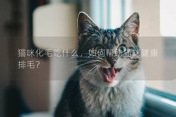 猫咪化毛吃什么，如何帮助猫咪健康排毛？