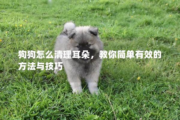 狗狗怎么清理耳朵，教你简单有效的方法与技巧