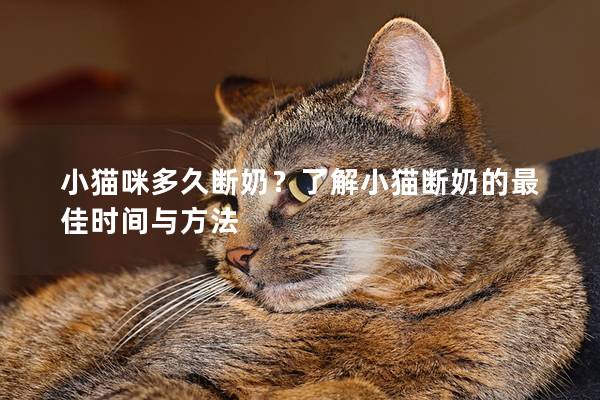 小猫咪多久断奶？了解小猫断奶的最佳时间与方法