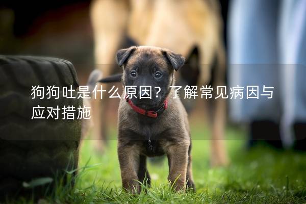 狗狗吐是什么原因？了解常见病因与应对措施