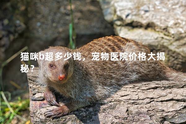 猫咪b超多少钱，宠物医院价格大揭秘？