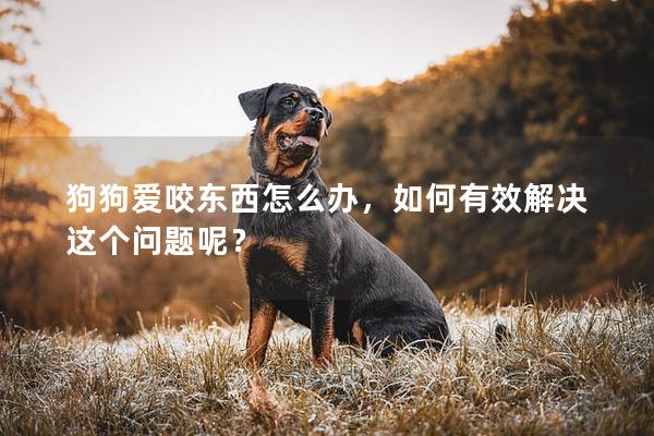 狗狗爱咬东西怎么办，如何有效解决这个问题呢？