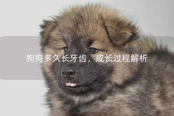 狗狗多久长牙齿，成长过程解析