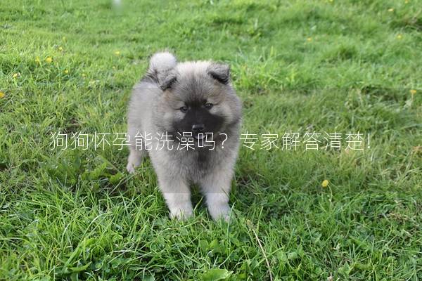 狗狗怀孕能洗澡吗？专家解答清楚!