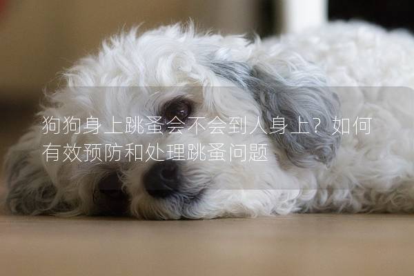 狗狗身上跳蚤会不会到人身上？如何有效预防和处理跳蚤问题