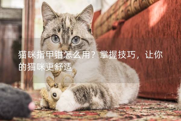 猫咪指甲钳怎么用？掌握技巧，让你的猫咪更舒适