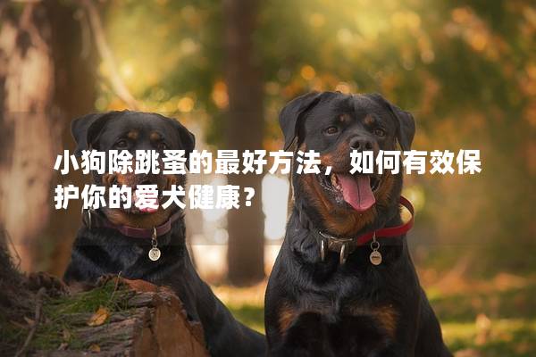 小狗除跳蚤的最好方法，如何有效保护你的爱犬健康？