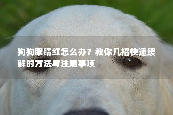 狗狗眼睛红怎么办？教你几招快速缓解的方法与注意事项